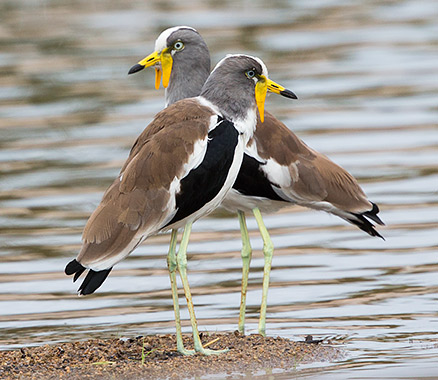 White-crowned Lapwing pair